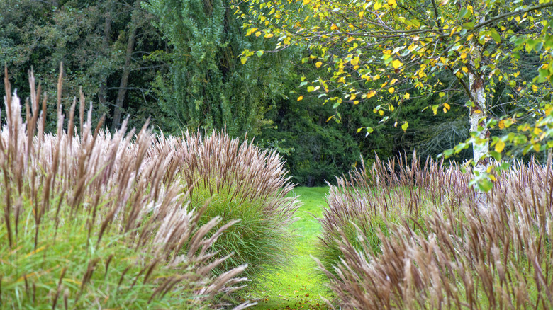 Pampas grass in a garden.