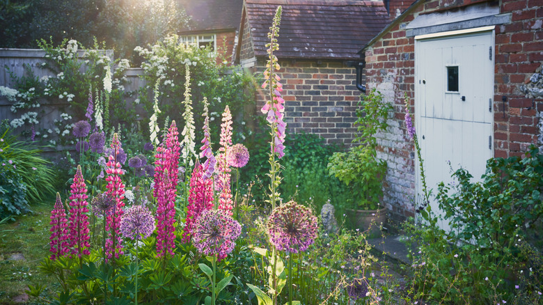 Tall flowers in a sunny garden.