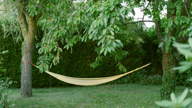 String hammock tied between trees.