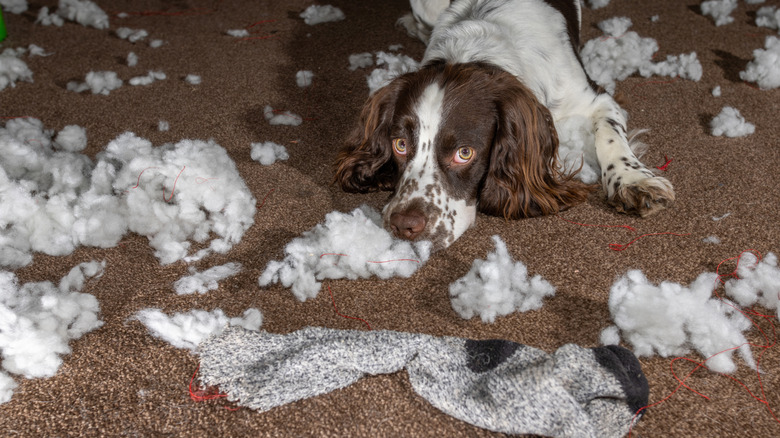 A dog who chewed up a toy