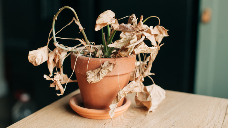 A dead plant on a table