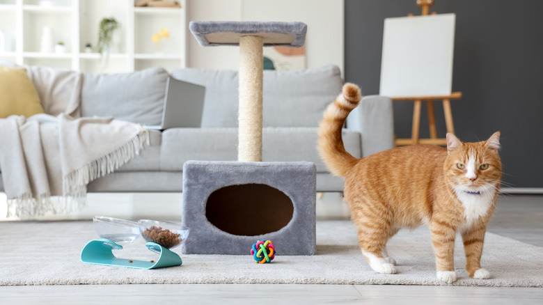 A cat walking away from a cat tree