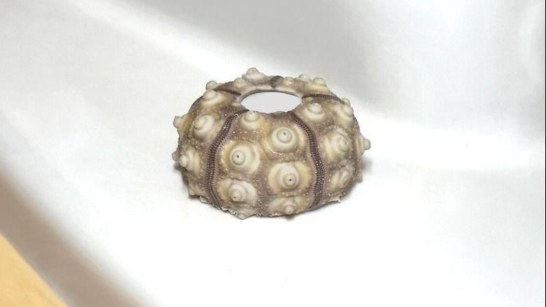 Realistic urchin toilet bolt cover
