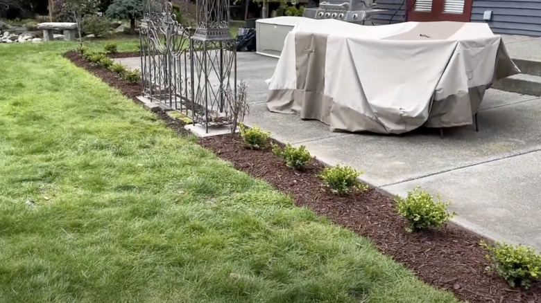 recently planted boxwood privacy screen