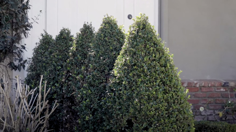 boxwood cone topiaries in row