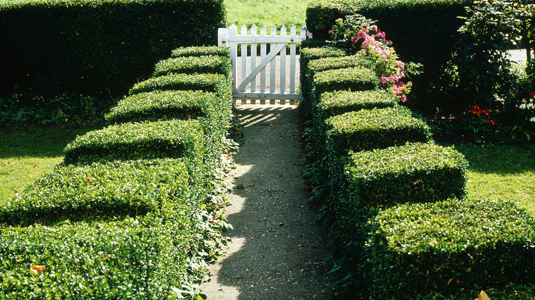 boxwood hedge with white gate