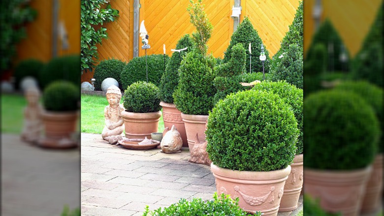 boxwoods in planters by patio