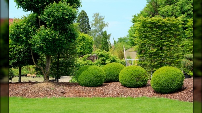 boxwoods in backyard berm garden