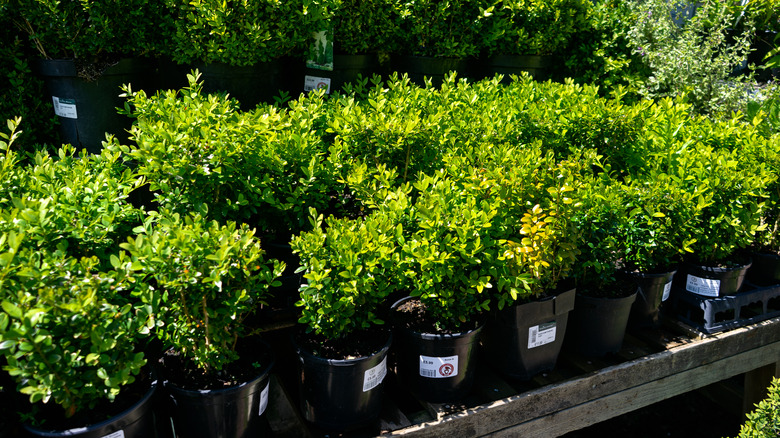 boxwood plants selling at nursery