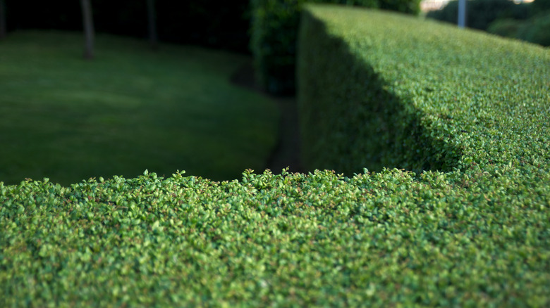 trimmed boxwood hedge