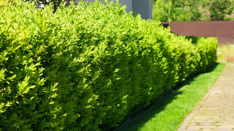 natural boxwood hedge