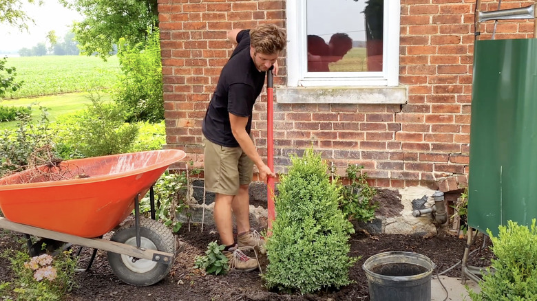 man planting a boxwood shrub