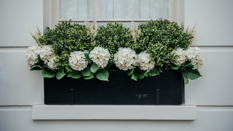 boxwood shrubs in window box