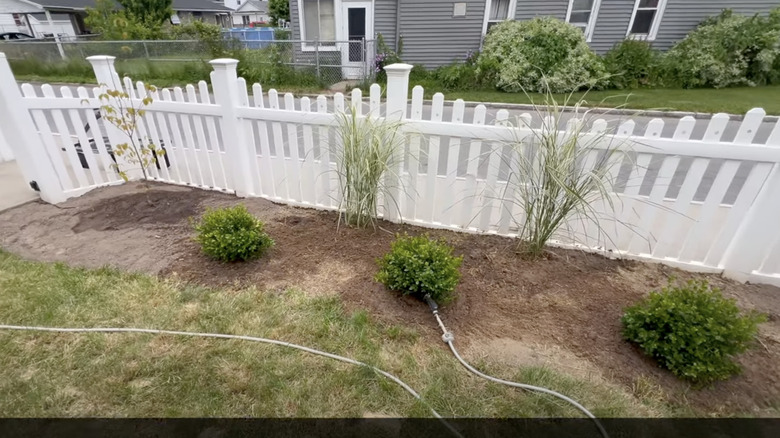 boxwood and grasses in garden