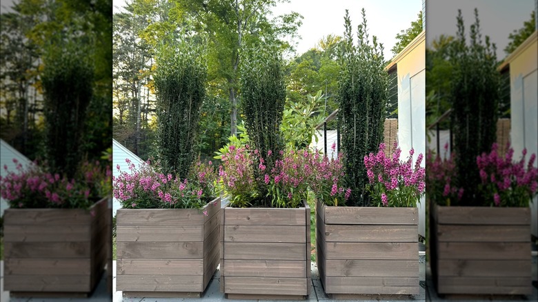 boxwood shrubs in raised beds