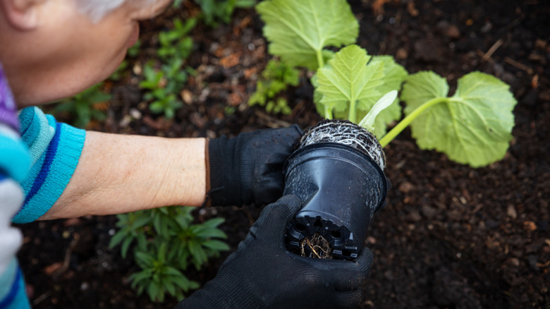 Removing plant from disposable pot