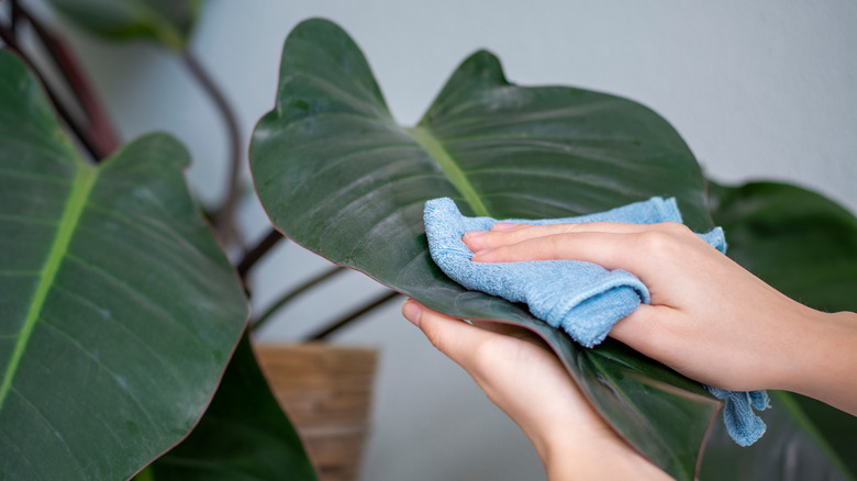 wiping down houseplant