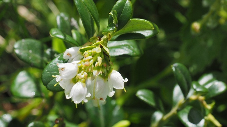 The tiny white flowers of the bearberry shrub growing in clusters together.