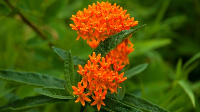 Groups of star-shaped, orange flowers on the butterfly weed plant.