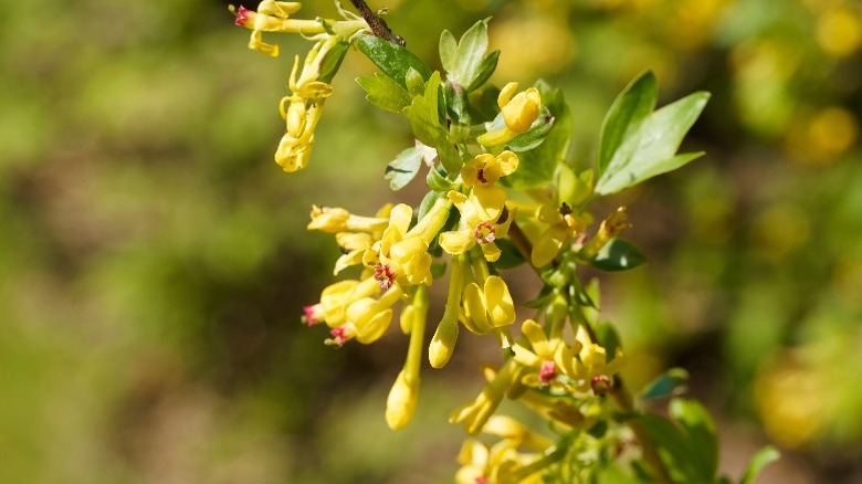 The delicate yellow flowers of the clove currant on a stem.