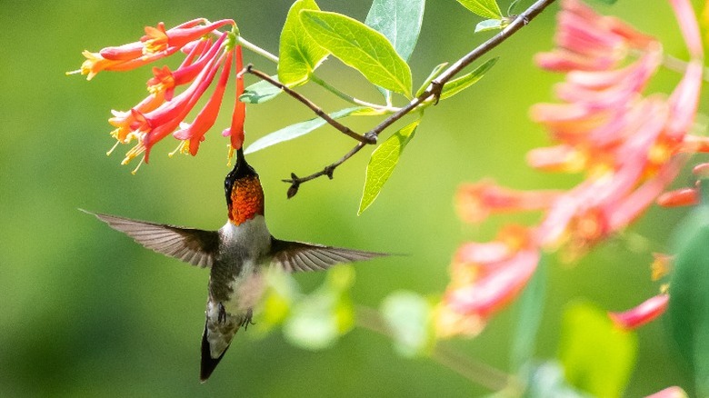 A ruby-throated hummingbird enjoying nectar from the coral honeysuckle.