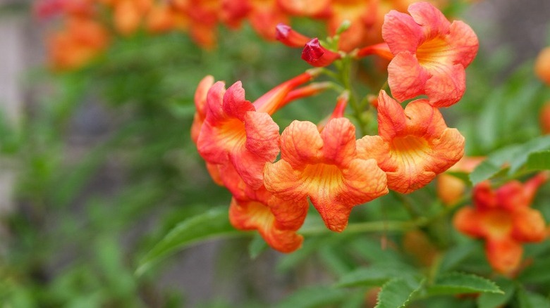 The bright orange and red, trumpet-shaped flowers of the crossvine.