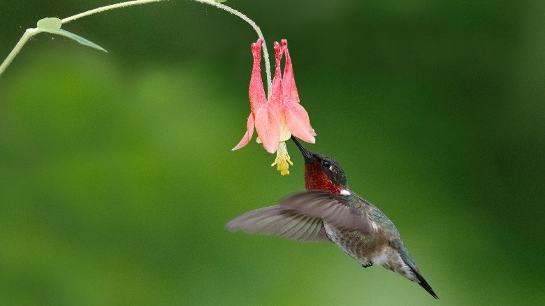 A hummingbird drinking nectar from an Eastern red columbine flower.