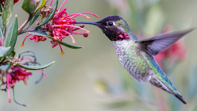 A ruby-throated hummingbird sucking nectar from a flower.