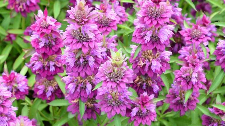 Bright purple flowers grouped together from the lemon bergamot plant.