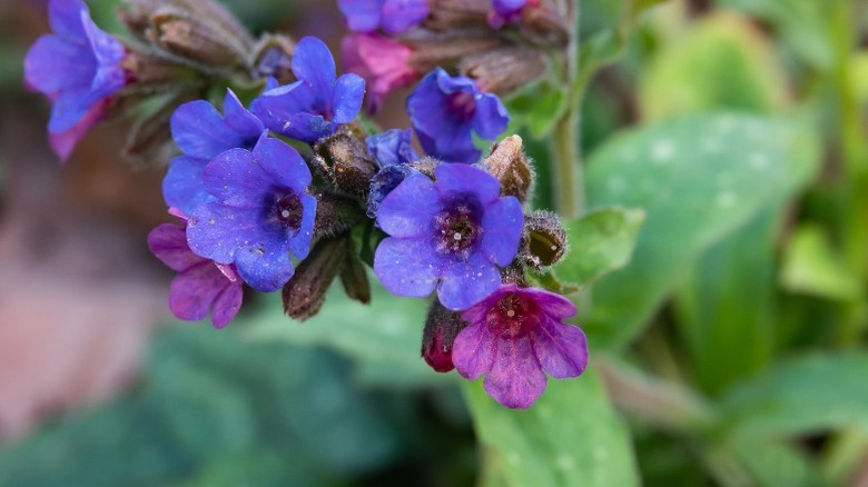 Tiny blue and purple flowers blooming on the lungwort.