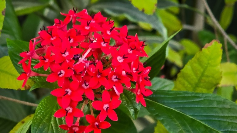 A cluster of brilliant red flowers on the pentas plant.