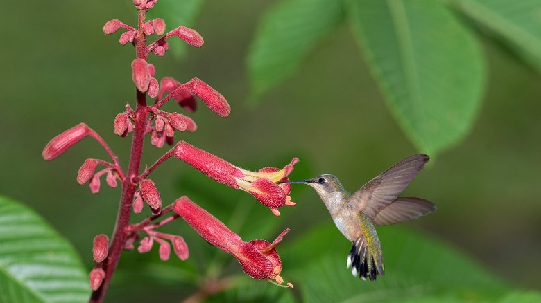 A ruby-throated hummingbird getting nectar from a red buckeye plant.