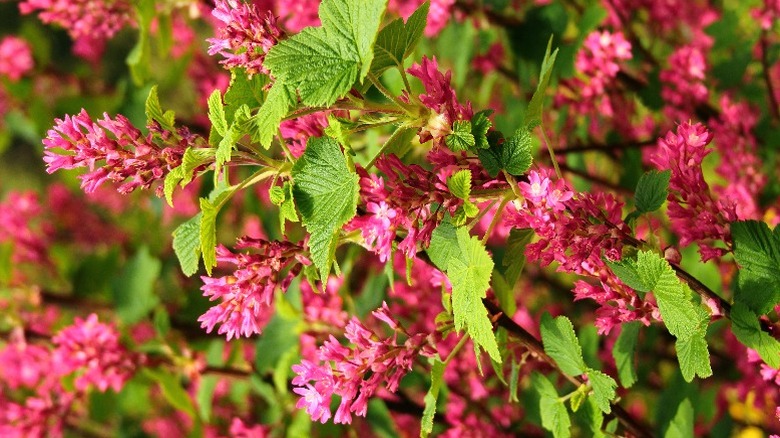 Bright flowers blooming on the red-flowering currant in spring.