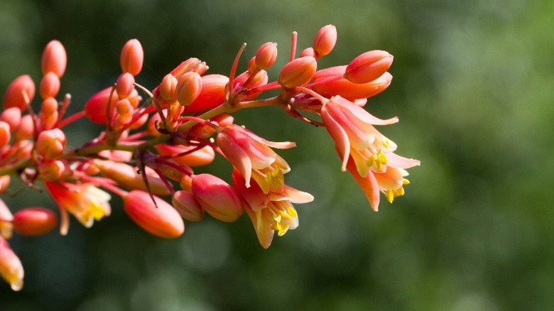 Red and yellow flowers from the red yucca plant beginning to bloom in spring.