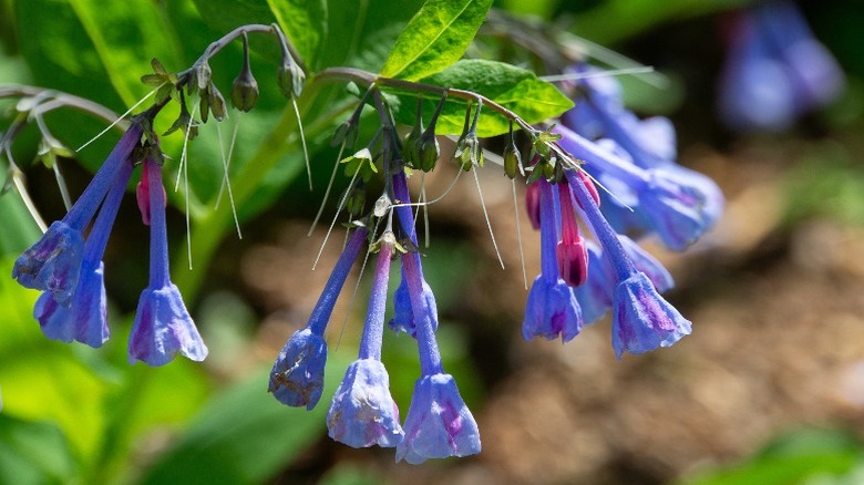 The nodding purple heads of the Virginia bluebell flowers.