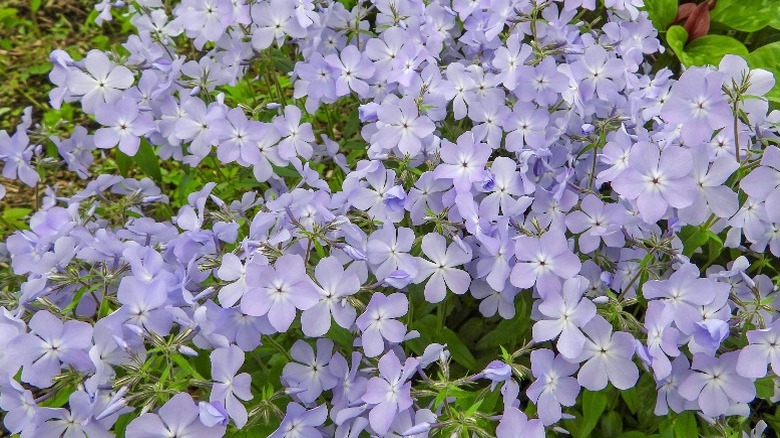 A big cluster of woodland phlox growing together in a garden.