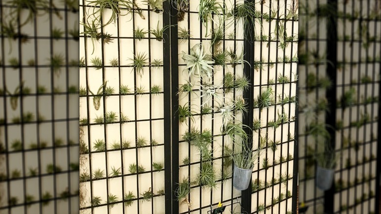 Air plants in grid of divider