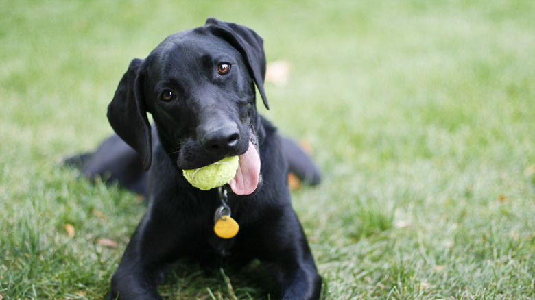 Black Labrador retriever in grass
