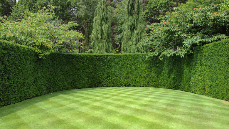 Lawn mowed in checkerboard pattern