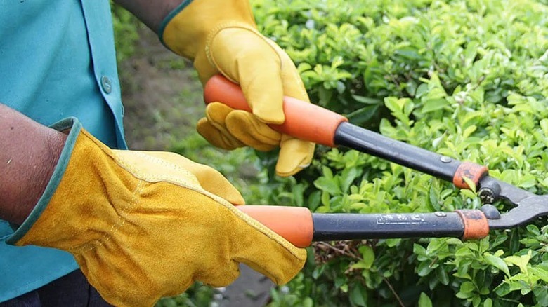 gloved hands trimming bush