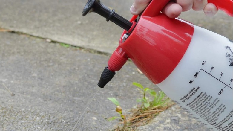 person holding red sprayer