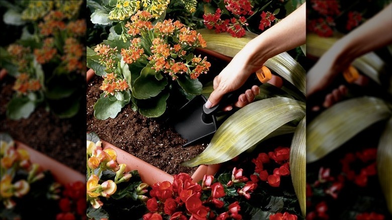 A person using a Fiskars trowel to dig up soil around their houseplants.