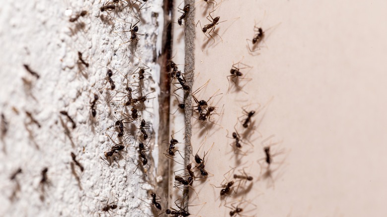 ants crawling through a crack