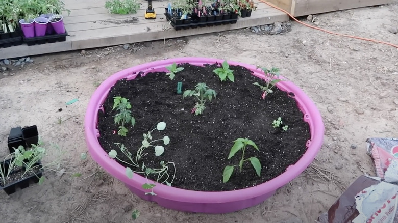 Plants growing in kiddie pool