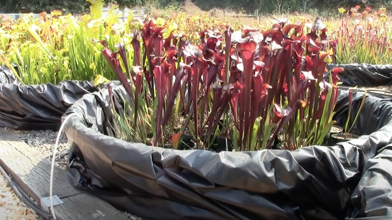 Carnivorous pitcher plants in kiddie pool