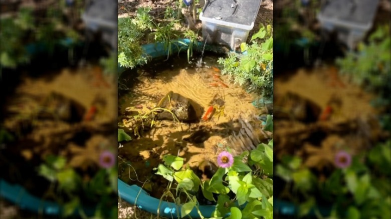 Kiddie pool filled with koi fish