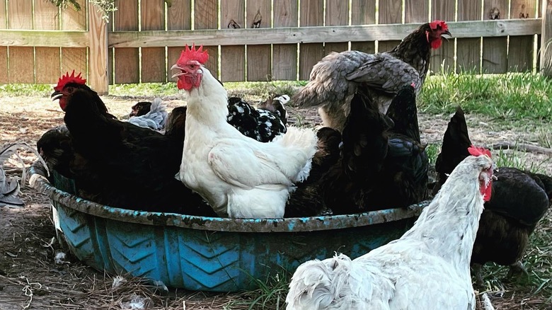 Chickens scratching in kiddie pool