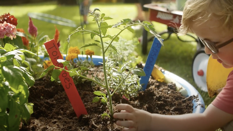 Kid looks at tomato plant