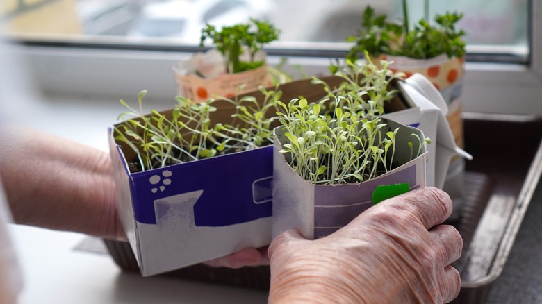 herbs in milk carton planters