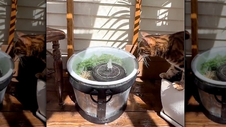 mini pond with cat 